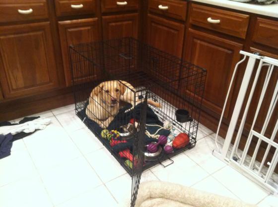 Hiding in his cage so that he doesn't have to get in the car. 