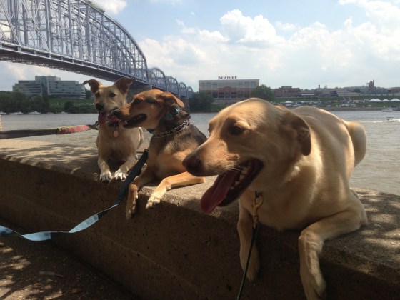 The pups on Serpentine Wall