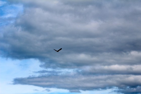 A Bald Eagle in flight
