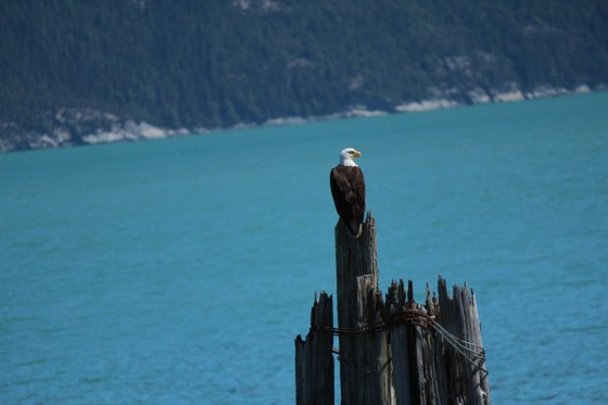 A Bald Eagle perched on some old pylons 