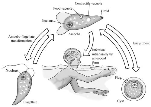 brain-eating-amoeba